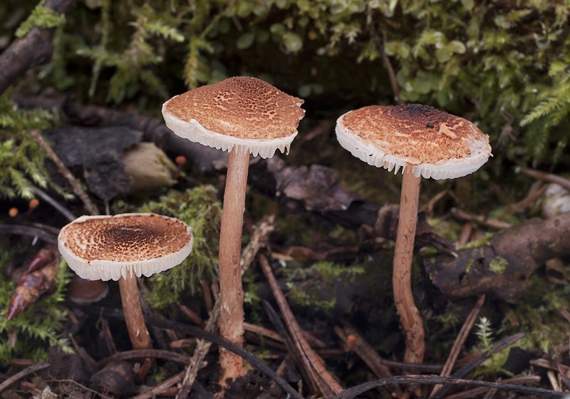 Lepiota castanea